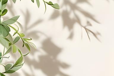 Clean product photography layout with botanical illustrations for a boutique skincare line